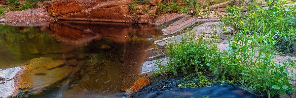 Szlak, Skały, West Fork of Oak Creek, Jezioro, Stany Zjednoczone, Las, Kwiaty, Arizona, Drzewa, Rzeka, Sedona