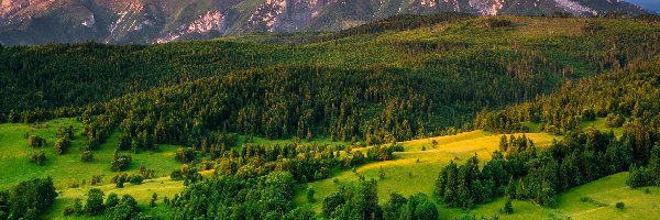 Wzgórze, Góry, Poranek, Chmury, Tatry, Lasy, Łąki, Słowacja