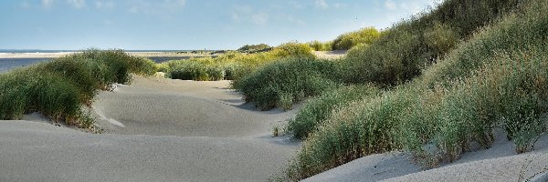 Trawa, Plaża, Piasek