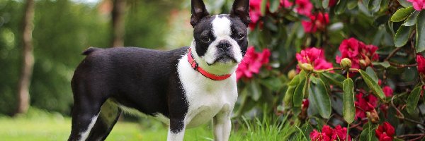 Boston terrier, Rododendron, Obroża, Pies