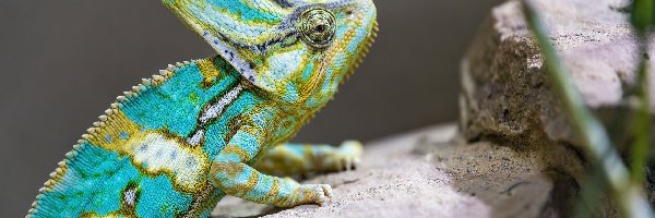 Kamienie, Kameleon