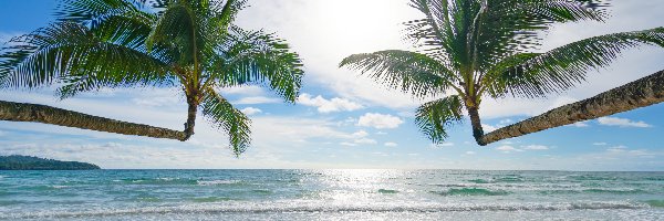 Dwie, Morze, Palmy, Plaża