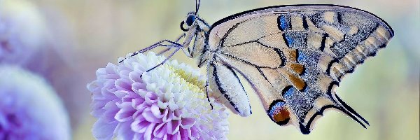 Motyl, Kwiat, Paź królowej, Makro, Fioletowy