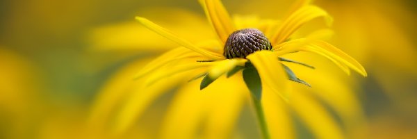 Żółty, Rudbekia, Kwiat, Tło, Rozmyte