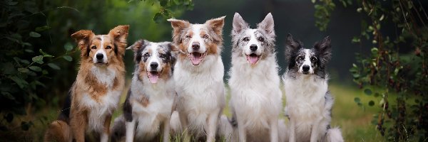 Psów, Border collie, Psy, Pięć