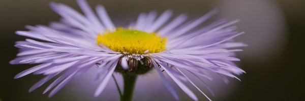 Fioletowy, Makro, Aster, Kwiat