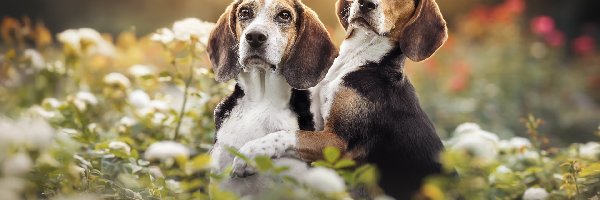 Psy, Kwiaty, Beagle, Dwa