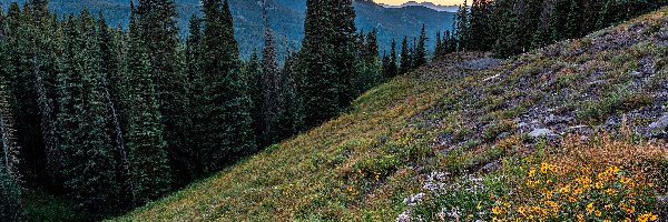 Las, Kolorado, Kwiaty, Polana, Góry, Gunnison National Forest, Drzewa, Stany Zjednoczone