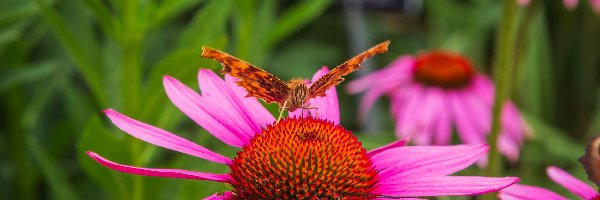 Kwiat, Jeżówka, Różowa, Motyl