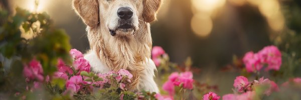 Golden retriever, Kwiaty, Mordka, Pies