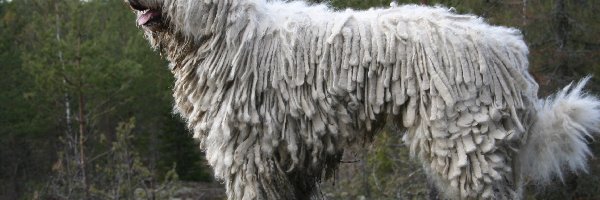 Komondor, pasterski, pies