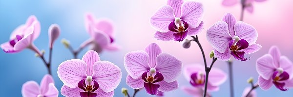 Różowe, Storczyki, Orchidee, Grafika AI, Kwiaty
