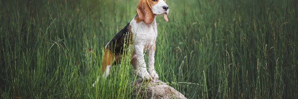 Pies, Woda, Beagle, Kamień, Trawa