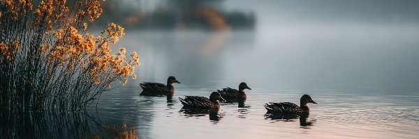 Jezioro, Poranek, Mgła, Rośliny, Kaczki