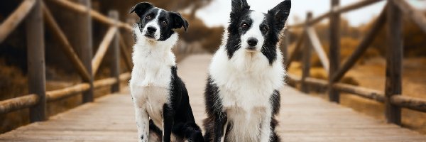 Most, Biało-czarne, Border collie, Psy, Dwa, Długowłosy, Krótkowłosy