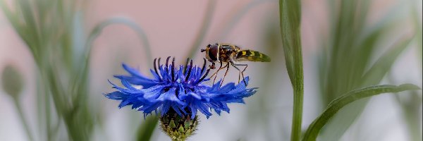 Makro, Kwiat, Chaber, Rozmycie, Bzyg brzęk, Owad