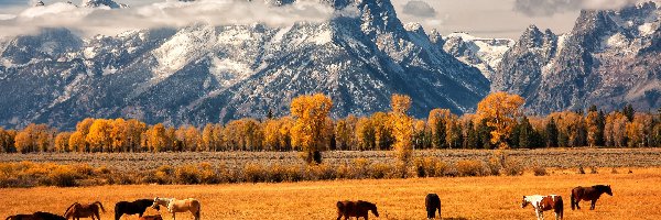 Pożółkłe, Góry, Park Narodowy Grand Teton, Wyoming, Stany Zjednoczone, Konie, Pastwisko, Jesień, Drzewa