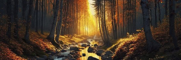 Dzień, Strumień, Rzeka, Drzewa, Las, Słoneczny, Jesień