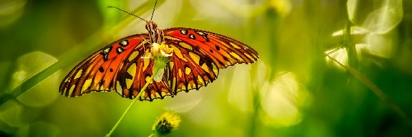 Zbliżenie, Roślina, Motyl
