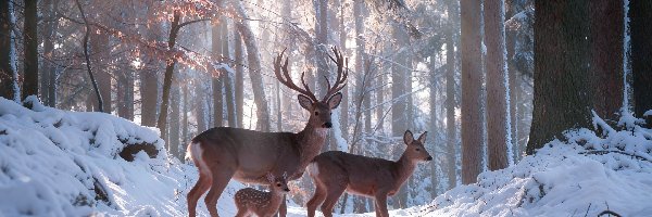 Jeleń, Las, Sarny, Przebijające światło, Śnieg, Zima
