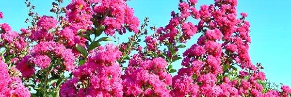 Różowa, Lagerstroemia