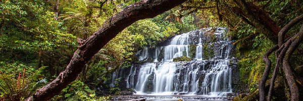 Nowa Zelandia, Wodospad, Kamienie, Drzewa, Las, Purakaunui Falls, Mech