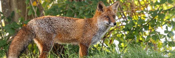 Lis, Gałęzie, Trawa, Rudy