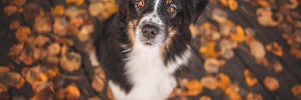 Liście, Border collie, Pies