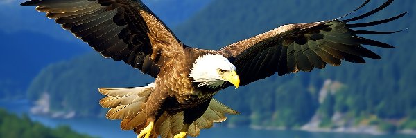 Skrzydła, Lot, Rozpostarte, Góry, Bielik amerykański, Ptak