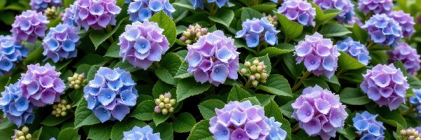 Hortensja, Niebiesko-fioletowa