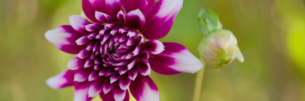 Dalia, Fioletowy, Kwiat