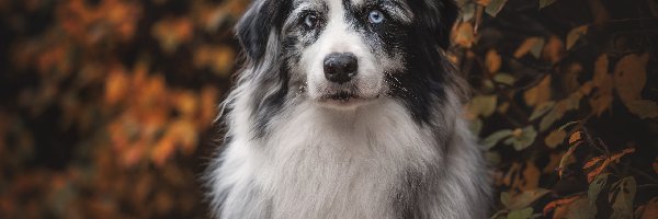 Biało-szary, Liście, Owczarek australijski, Pies