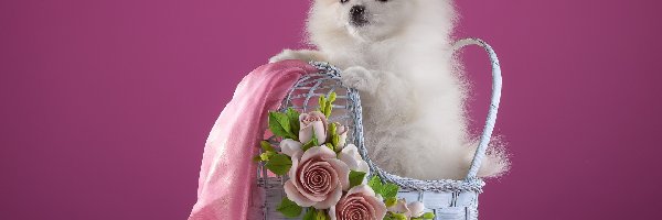 Szyfon, Szpic miniaturowy, Wózek, Biały, Szczeniak, Różowy, Róże