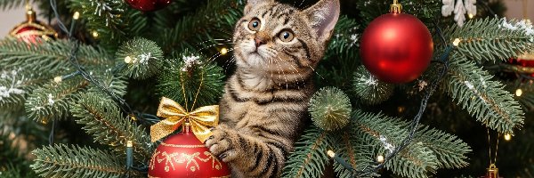Bombki, Świerkowe, Gałązki, Boże Narodzenie, Kot, Pręgowany