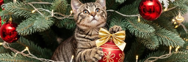 Światełka, Gałązki, Bombki, Boże Narodzenie, Świerkowe, Kot