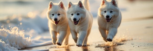 Grafika AI, Psy, Szczeniaki, Białe, Trzy, Morze, Plaża