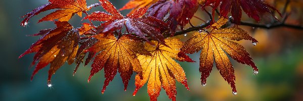 Liście, Grafika AI, Krople, Klon