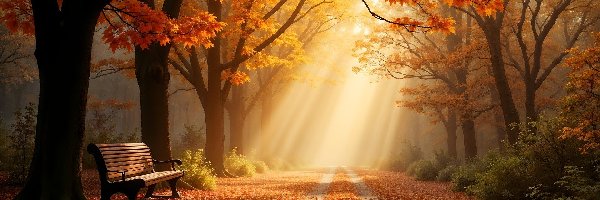 Przebijające światło, Drzewa, Ławka, Park, Jesień, Liście, Opadłe