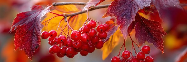 Liście, Czerwone, Owoce, Grafika, Gałązka, Jesienna