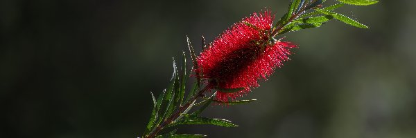 Kuflik, Kwiat, Czerwony