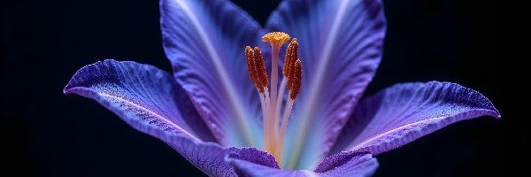 Makro, Niebieski, Przyroda, Kwiat