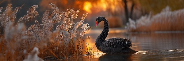 Szuwary, Jezioro, Zachód słońca, Grafika AI, Łabędź, Czarny
