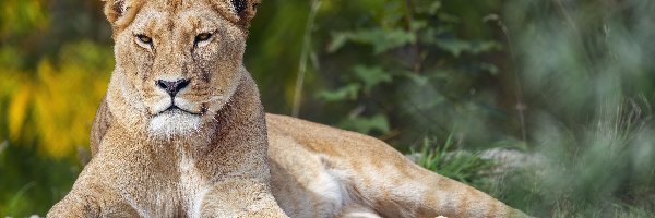 Lwica, Rośliny, Zielone, Leżąca