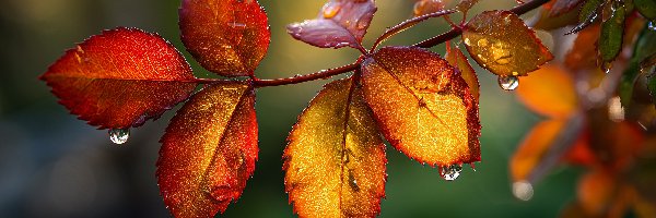 Jesienne, Krople, Liście, Grafika AI, Gałązka