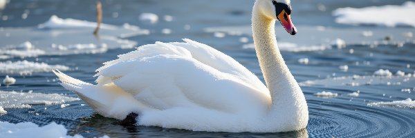 Śnieg, Woda, Łabędź