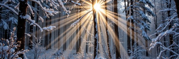 Rośliny, Przebijające światło, Śnieg, Drzewa, Las, Zima