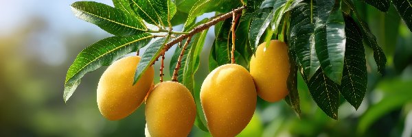 Mango, Gałąź, Owoce, Grafika AI, Liście