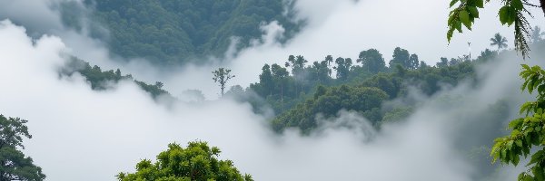 Mgła, Opadająca, Drzewa