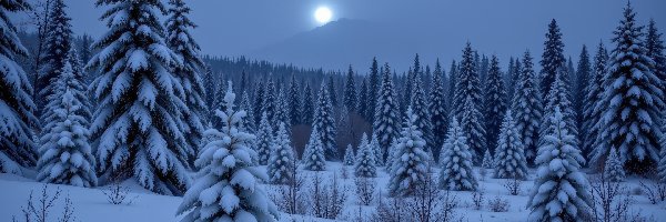 Las, Drzewa, Księżyc, Zima