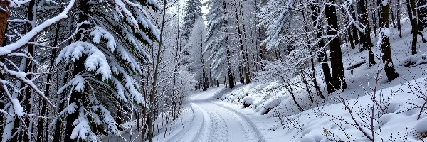 Drzewa, Zima, Las, Grafika AI, Zbocze, Droga